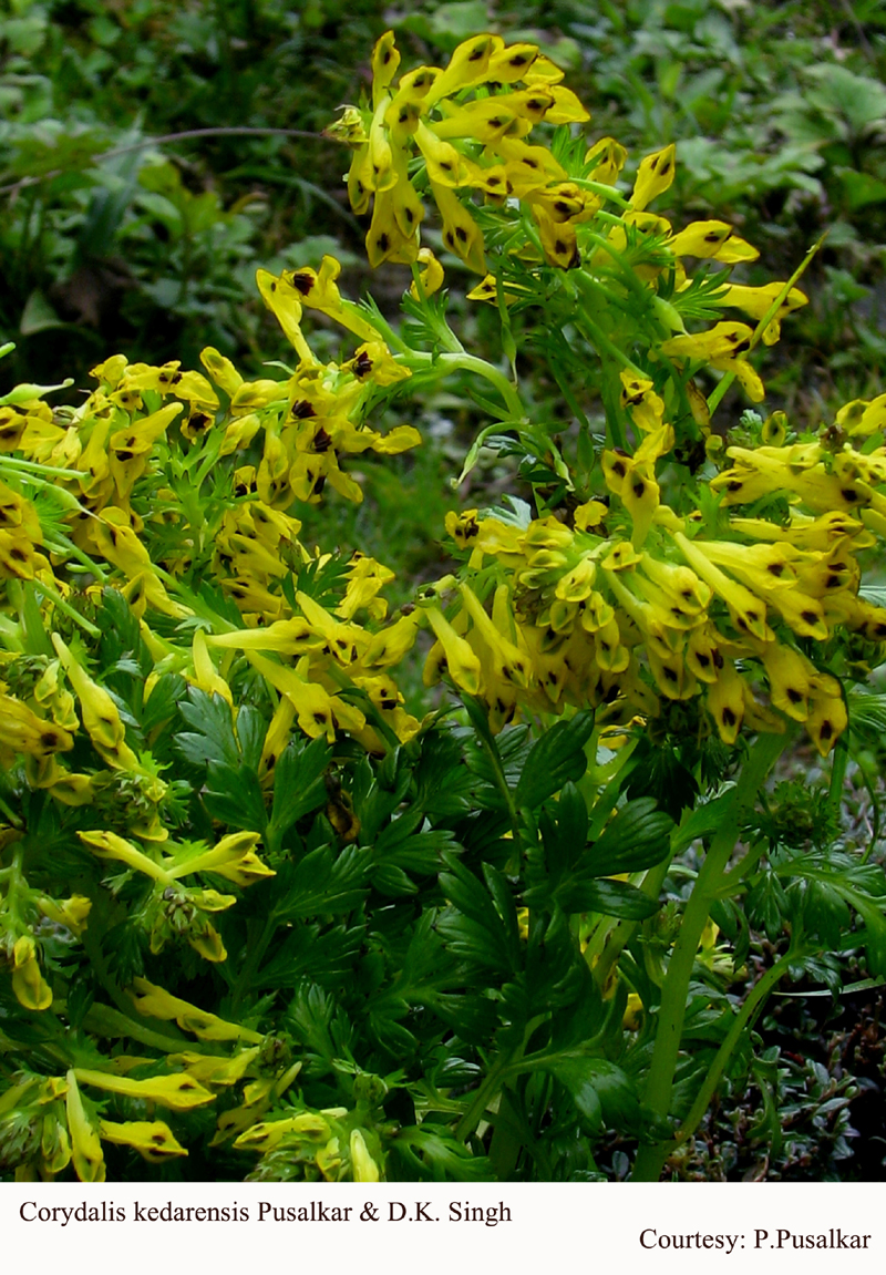 Corydalis kedarensis Pusalkar & D.K. Singh